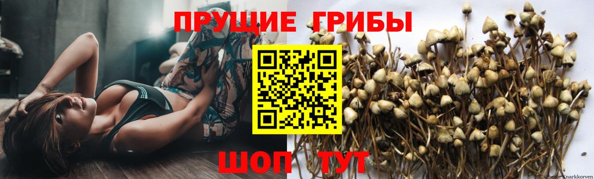 Галлюциногенные грибы мухоморы Черногорск